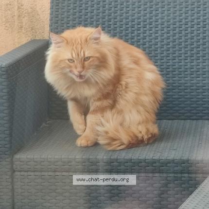 Photo 1/1 Bailey Chat lost in St aubin