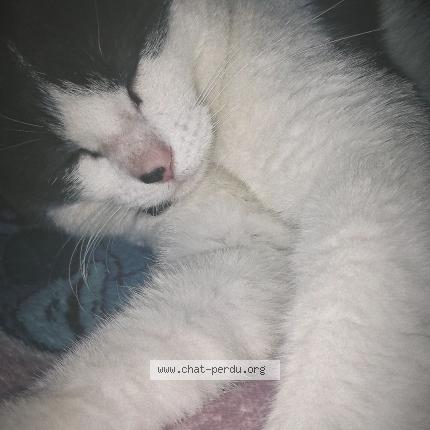 Photo 1/1 Mimine Chat lost in Itteville