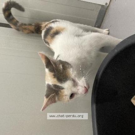 Photo 1/1 Found cat Found in Tourcoing