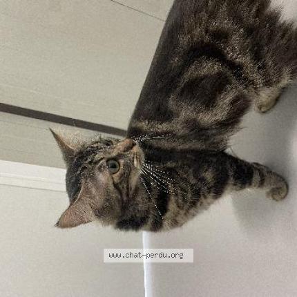 Photo 1/1 Found cat Found in Tourcoing