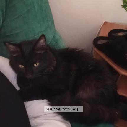 Photo 1/1 Renaud Carine Chat lost in Niort