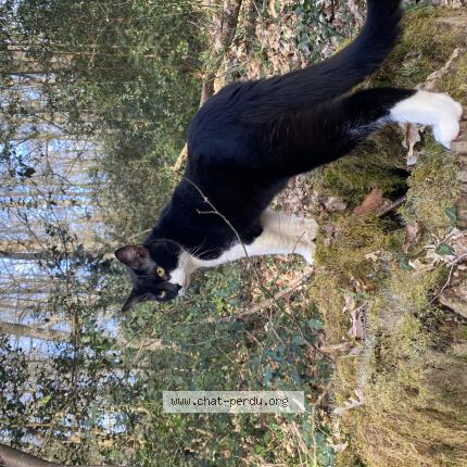 Photo 1/1 Neko Chat lost in Souprosse