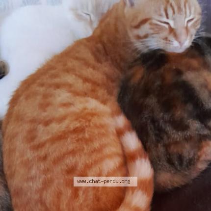 Photo 1/1 Chou Chat lost in Limay