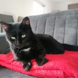 Picture of cat lost at Goeulzin