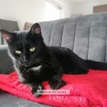 Photo 1/1 Noirot Chat lost in Goeulzin