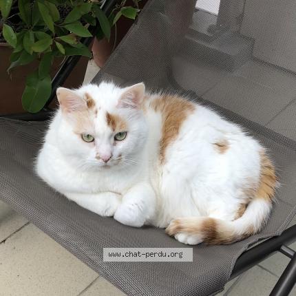 Photo 1/1 Pêche Chat lost in Anglet