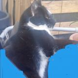 Picture of cat lost at Le Blanc Mesnil