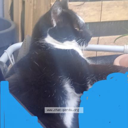 Photo 1/1 Zaza choupette Chat lost in Le blanc mesnil