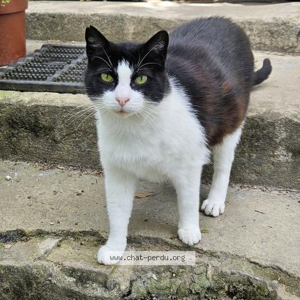 Photo 1/1 Found cat Found in Montfey
