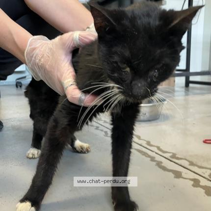 Photo 1/1 Found cat Found in Verlinghem