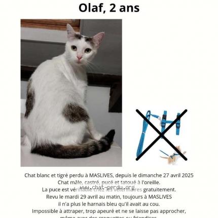 Photo 1/1 Olaf Chat lost in Maslives