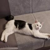 Picture of cat lost at Kremlin Bicetre