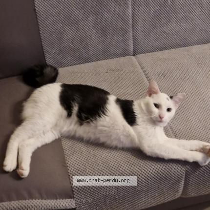 Photo 1/1 Ulys Chat lost in Kremlin bicetre