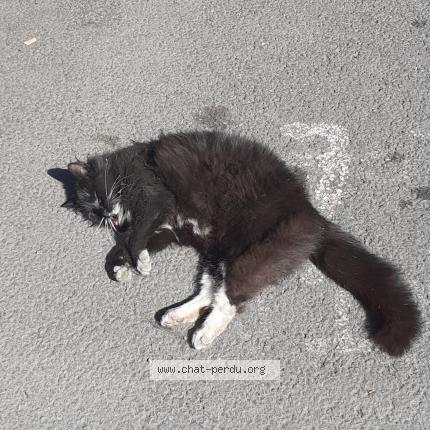 Photo 1/1 Found cat Found in Roubaix