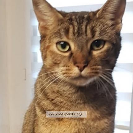 Photo 1/1 Chipie Chat lost in Les lucs sur boulogne