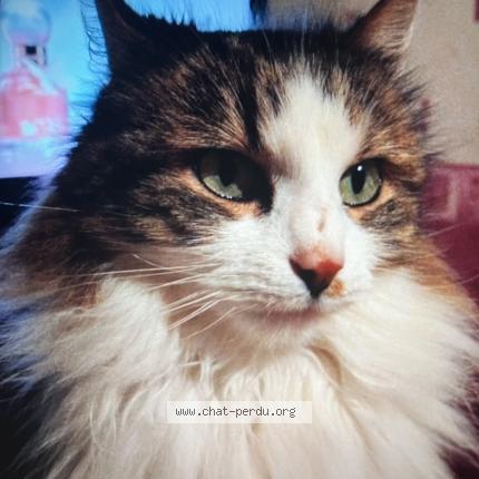 Photo 1/1 Guigui Chat lost in Levier