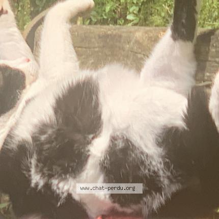 Photo 1/1 Marceau Chat lost in Franey