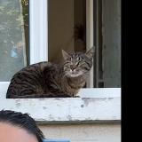 Picture of cat lost at Parthenay