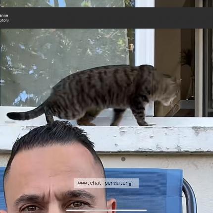 Photo 2/3 Lily Chat lost in Parthenay