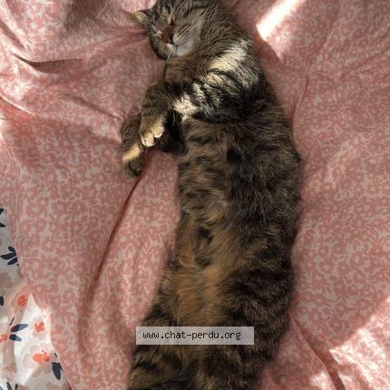 Photo 3/3 Lily Chat lost in Parthenay