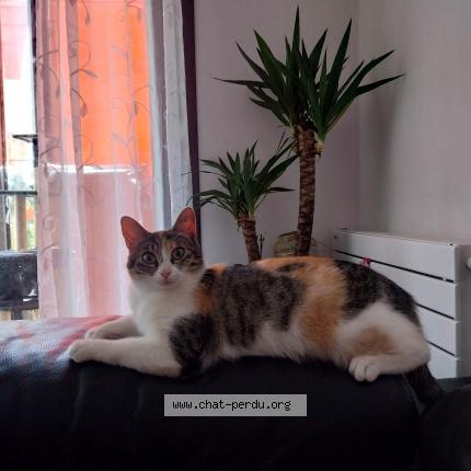 Photo 1/1 Gazelle Chat lost in Sainte marie la mer