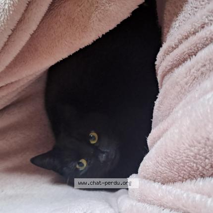 Foto van vermiste kat in Liege