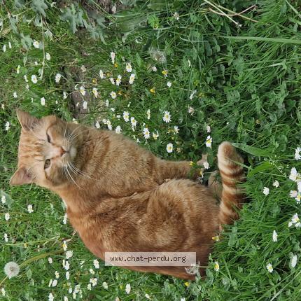 Photo 1/1 Found cat Found in Boissy saint leger