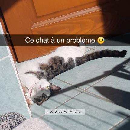 Photo 1/1 Selenya Chat lost in Delle