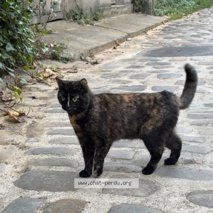 Photo 1/1 Missou Chat lost in Paris