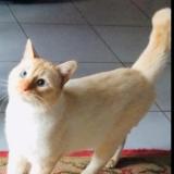 Picture of cat lost at Evry Courcouronnes