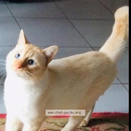 Photo 1/1 Blondy Chat lost in Evry courcouronnes