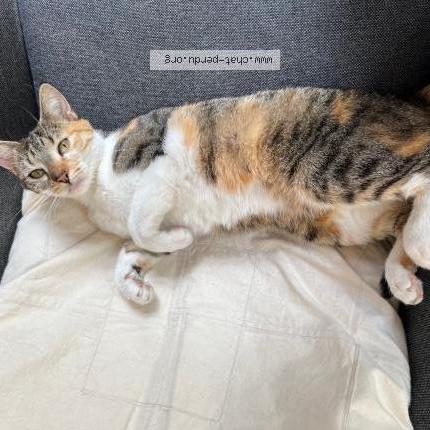 Photo 1/1 Lisette Chat lost in Bures sur yvette