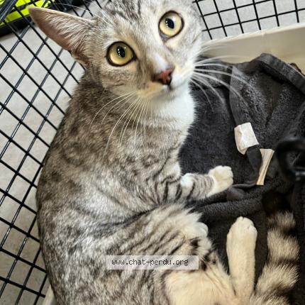 Photo 1/1 Found cat Found in Roubaix