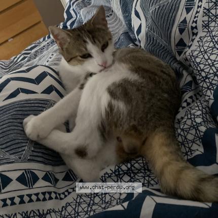 Photo 1/1 Mimi Chat lost in Charleville mezieres