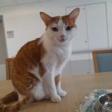 Picture of cat lost at Argenteuil