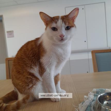 Photo 1/1 Cat reunited Lost in Argenteuil