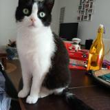 Picture of cat lost at Amiens