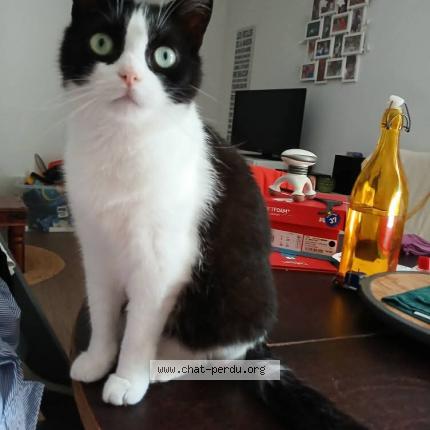 Photo 1/1 Paupiette Chat lost in Amiens