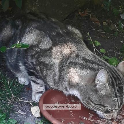 Photo 1/1 Found cat Found in Rouen