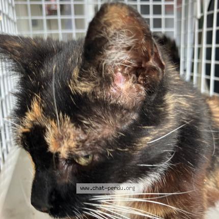 Photo 1/1 Found cat Found in Emmerin