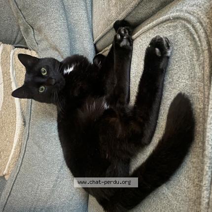 Foto van vermiste kat in Virginal Samme