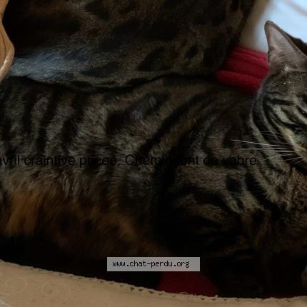 Photo 1/1 Cybele Chat lost in Rognes