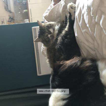 Photo 1/1 Alphi Chat lost in Saint cere