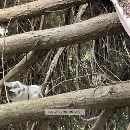 Photo 1/1 Found cat Found in Saint jean de monts