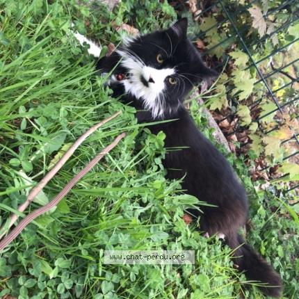 Photo 1/1 Bagera Chat lost in Saint die des vosges