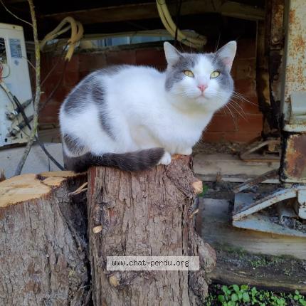 Photo 1/3 Charly Chat lost in Beziers