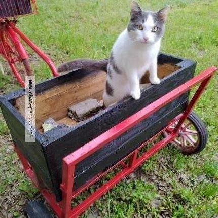 Photo 2/3 Charly Chat lost in Beziers