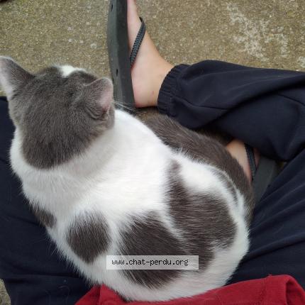 Photo 3/3 Charly Chat lost in Beziers