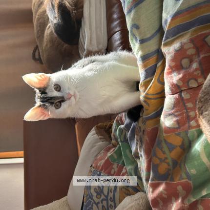 Photo 1/1 Sunny Chat lost in Courcelles