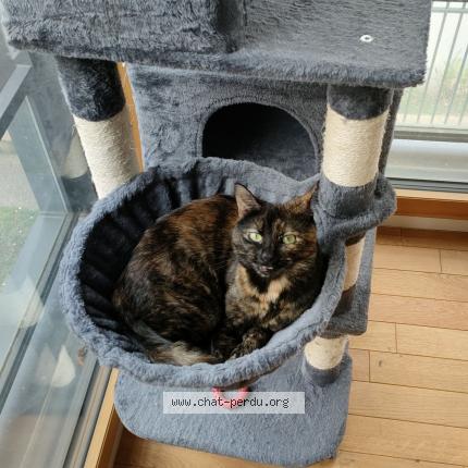 Photo 1/1 Klysta Chat lost in Montreuil